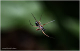 KS27689-unidentified Spider.jpg