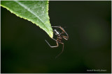 KS27697-unidentified Spieder.jpg