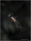 KS27763-Elongate Long-jawed Orb Weaver.jpg