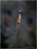 KS27771-Elongate Long-jawed Orbweaver.jpg