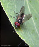 KS27796-unidentified Fly.jpg