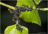 KS27858-Tending the farm.jpg