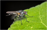 KS27900-unidentified Fly.jpg