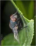KS27945-Blue Bottle Fly.jpg