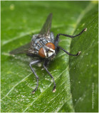 KS27984-Flesh Fly.jpg