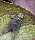 KS28028-unidentified fly.jpg