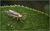 KS28049-Midget.jpg