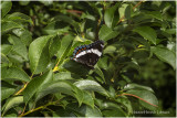 KS28073-White Admiral.jpg