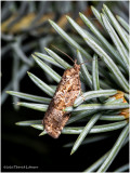 KS28343-Fruit-tree Leaf Roller Moth.jpg
