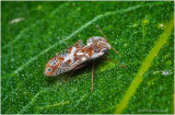 KS28383-unidentified.jpg