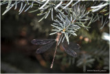 KS28487-Damsel Fly.jpg