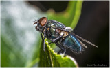KS28695-Blue Bottle Fly.jpg