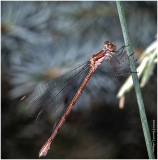 KS28699-Damsel Fly.jpg