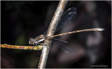 KS28744-Damsel Fly.jpg