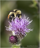 KP26724-Red-tailed Bumble Bee.jpg