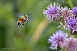 KP26759-Red-tailed Bumble Bee.jpg