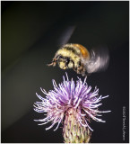 KP26816-Red-tailed Bumble Bee.jpg