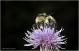 KS28824-Red-tailed Bumble Bee.jpg