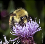 KS28836-Red-tailed Bumble Bee.jpg