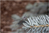 KS28956-Damsal Fly.jpg
