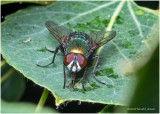 KS29021-Green Bottle Fly.jpg