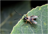 KS29027-unidentified.jpg