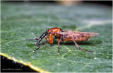 KS29100-unidentified.jpg