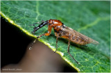 KS29114-unidentified.jpg