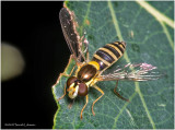 KS29120-tiny Hoverfly.jpg