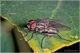 KS29130-Flesh Fly.jpg