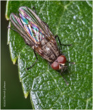 KS29203-tiny fly.jpg