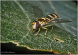 KS29249-tiny hoverfly.jpg
