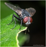 KS29287-Flesh Fly.jpg