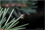KS29306a-tiny spider.jpg