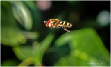 KS29565-Hover Fly.jpg