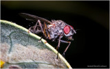 KS29616-Fly.jpg