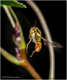 KS29667-small Hover Fly.jpg