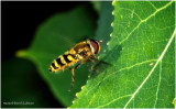 KS29676-small Hover Fly.jpg