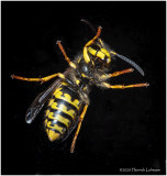 KS29702-Sandhills Hornet.jpg
