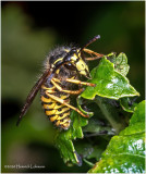 KS29847-Sandhills Hornet.jpg