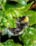 KS29875-Bumble Bee.jpg