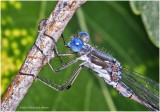 KS29894-Damsel Fly.jpg