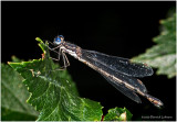 KS29928-Damsel Fly.jpg