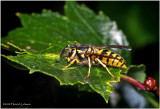 KS29935-Sandhills Hornet.jpg