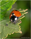 KS29987-Lady Bug.jpg