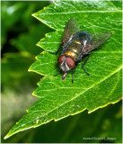 KS22004-Green Bottle Fly.jpg
