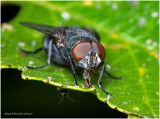 KS22044- Blue Bottle Fly.jpg