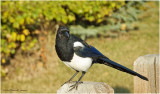 K422023-Black-billed Magpie.jpg