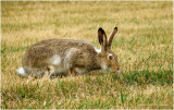 DSC3284-Hare.jpg