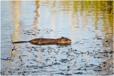 K422306-Muskrat.jpg